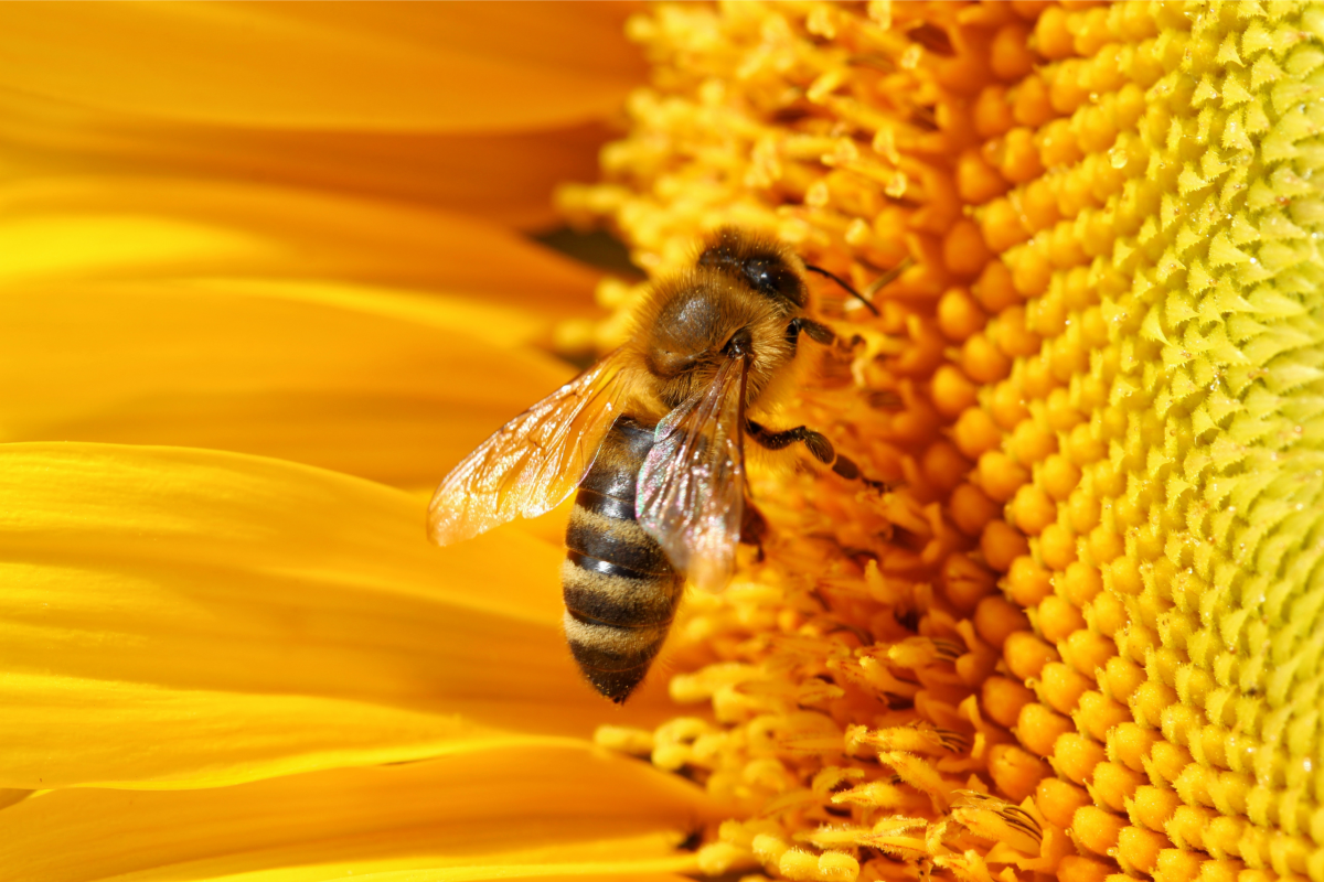 abeja flor miel