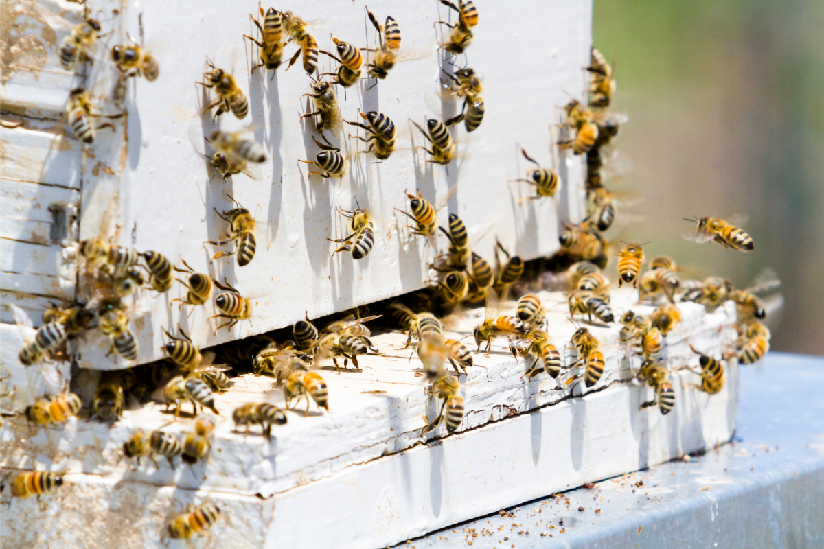 Apicultura ecológica y calidad de la miel