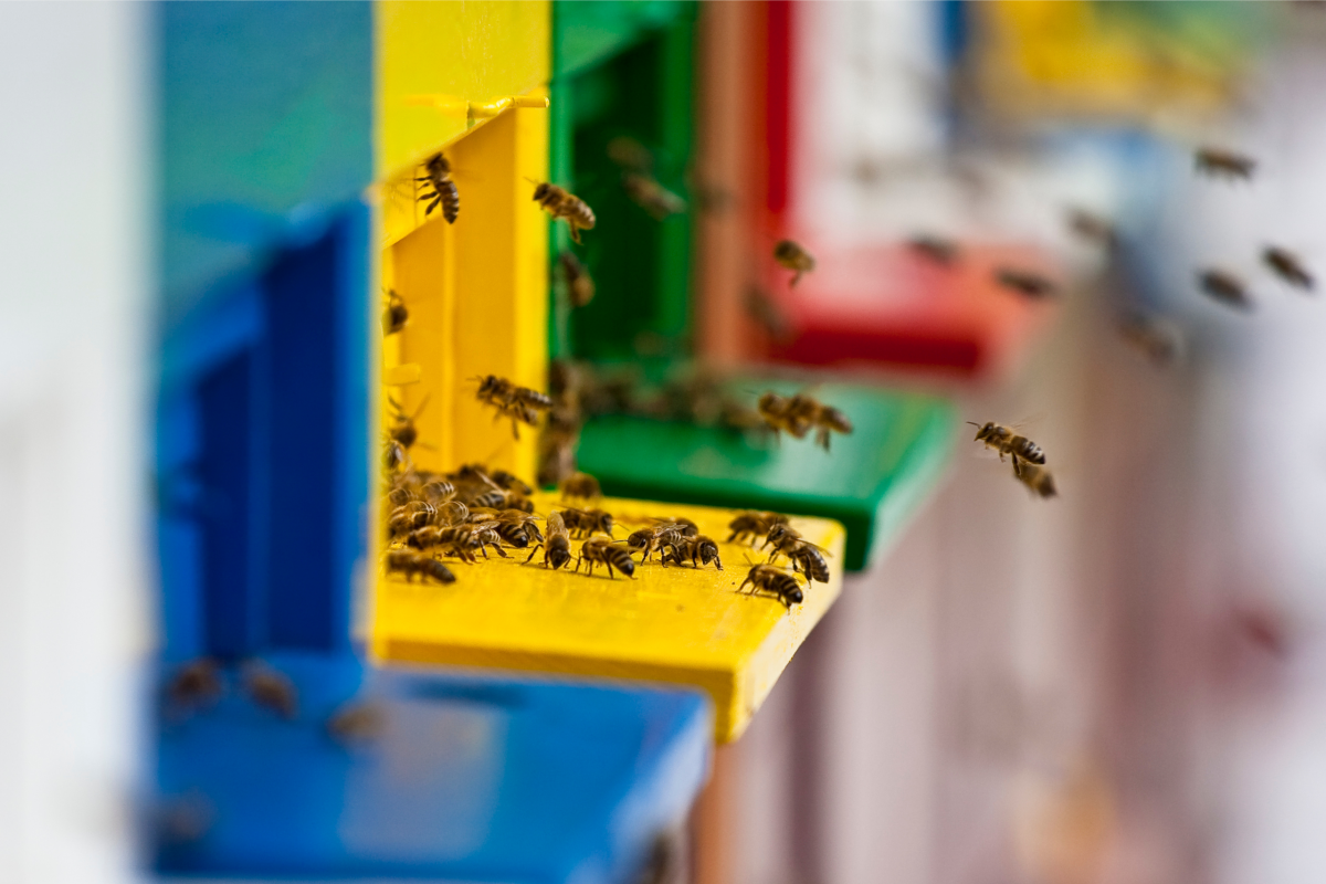 cuidar colmena de abejas
