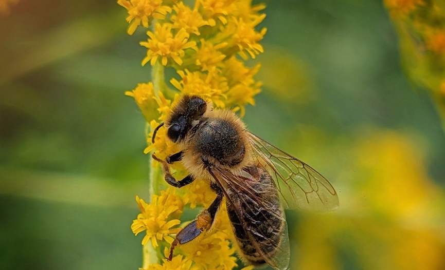 Serralet bee apitourism